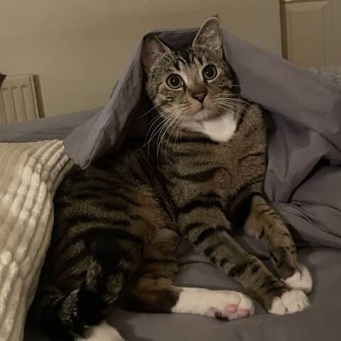 Milo