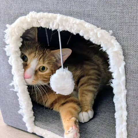 Suki