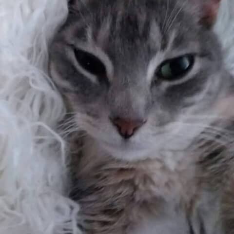 Bella