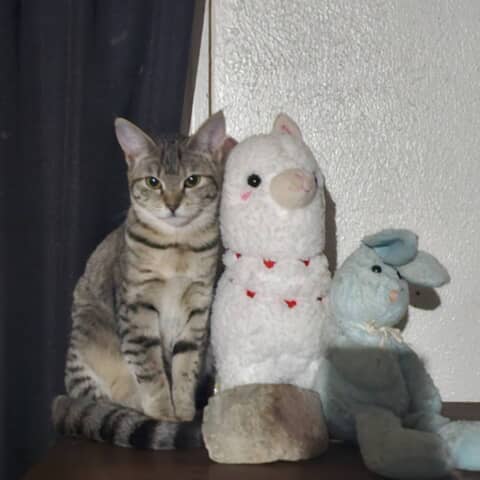 Littlegrey