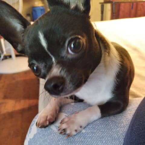 Chico