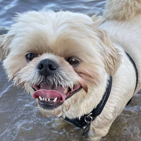 Miles Puppykups