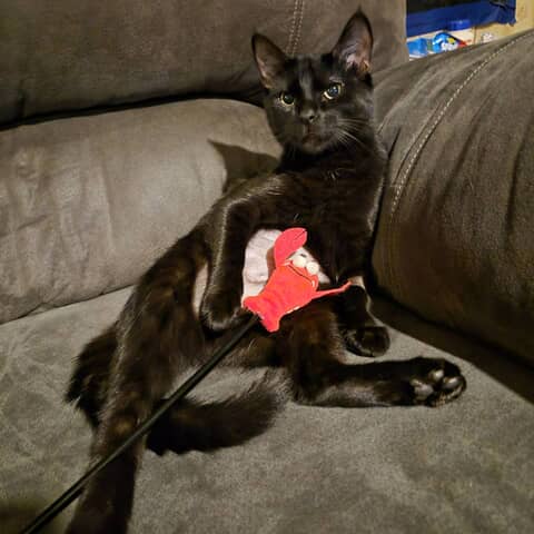 Panther / bella