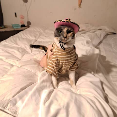 Lucy Lu