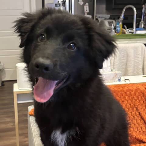 Milo