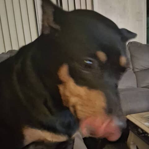Indica