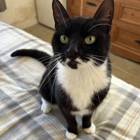 Ziva