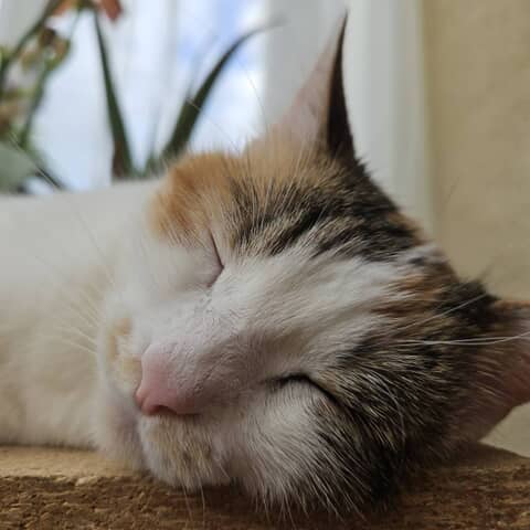 Nala