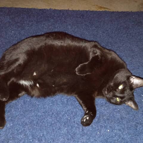 LunaBelle🖤🐾🐈‍⬛