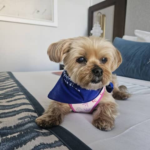 Bella Olsen