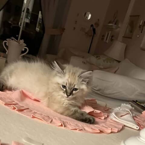 Mateo