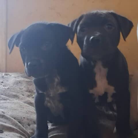 Diamond & Ruby