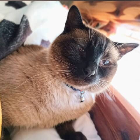 Mia