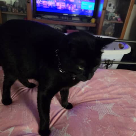 Binx