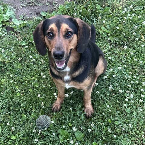 Ruger
