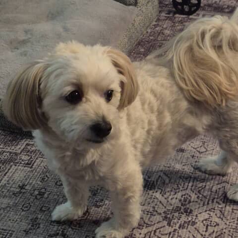 Georgie Girl