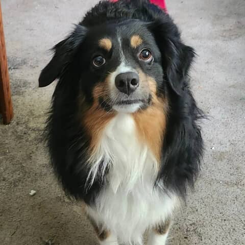 Bolt