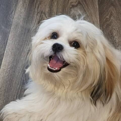 Coco