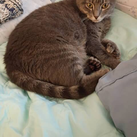 Willow