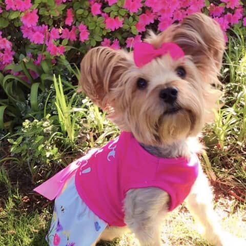 Princess