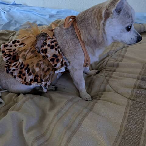 Roxy