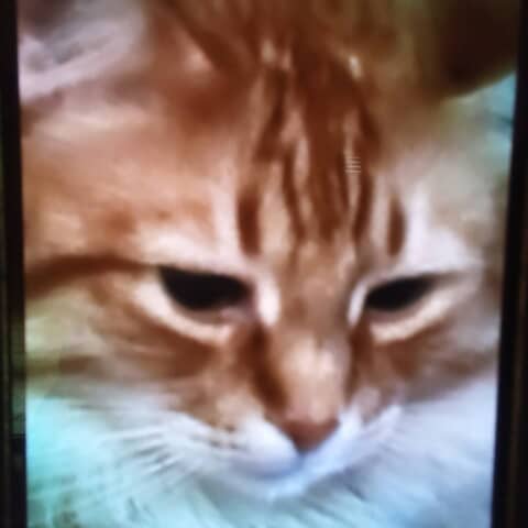 Tigger