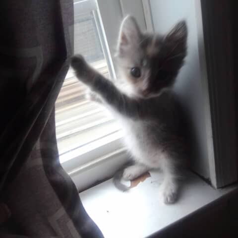 Layla Gucci rochin