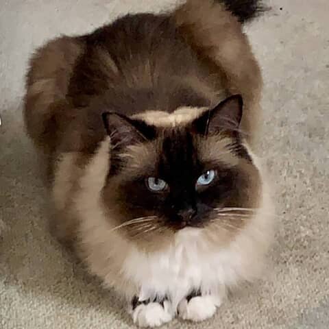 Tilly