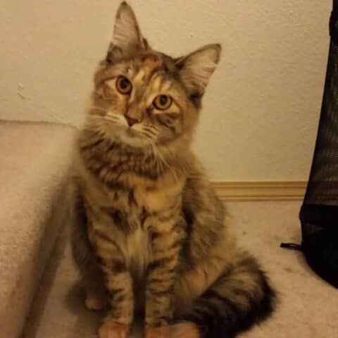 Tora