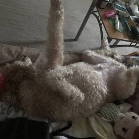 Zeus