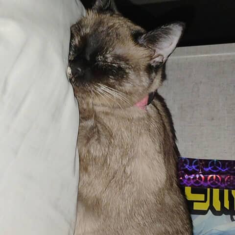 Maomao