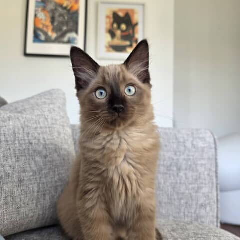 Dodger