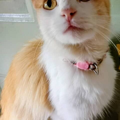Willow