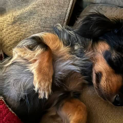 Gizmo the Great