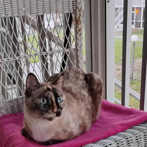 Jagga