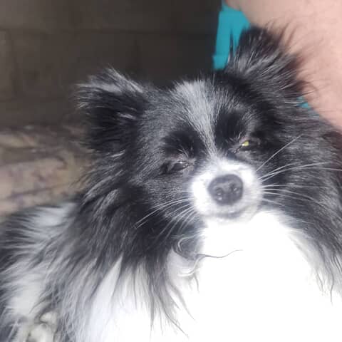 Kash