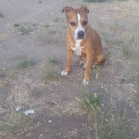 Scoobydoo