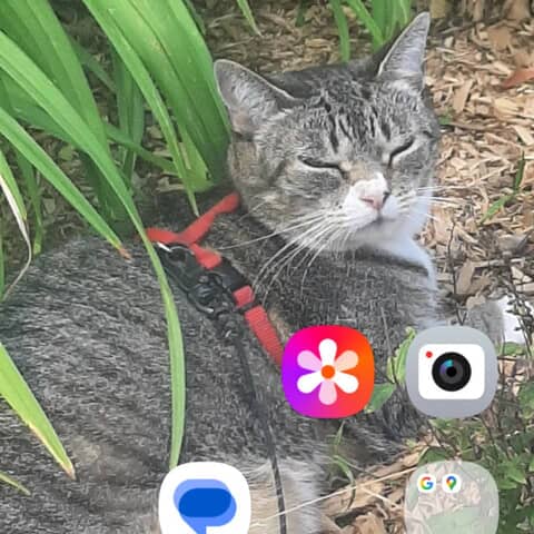 Miss.kitty kitty