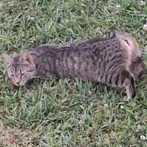 Kitty 😺