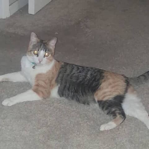 Nala