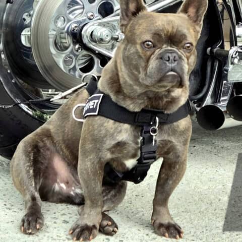 Harley