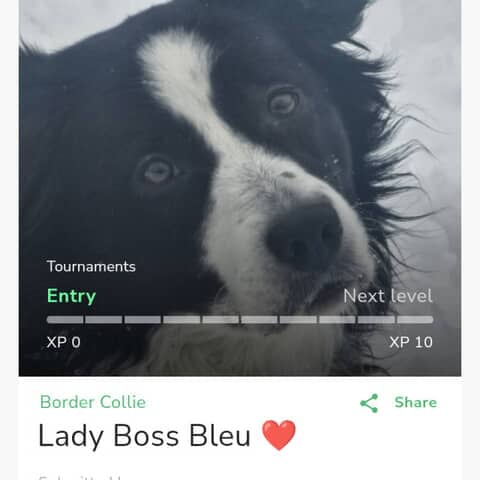 Lady Boss Bleu ❤️