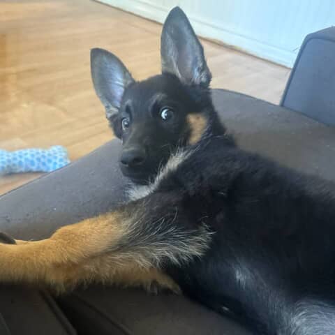 Bear