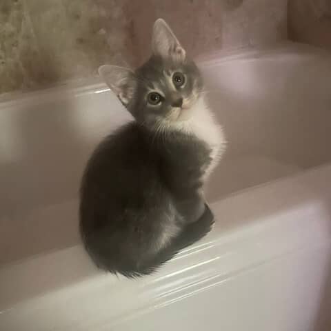 Teddy