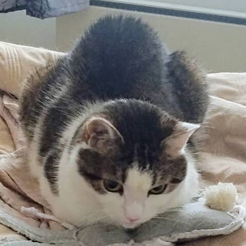 Netta