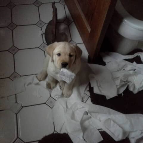 Mr. Digger
