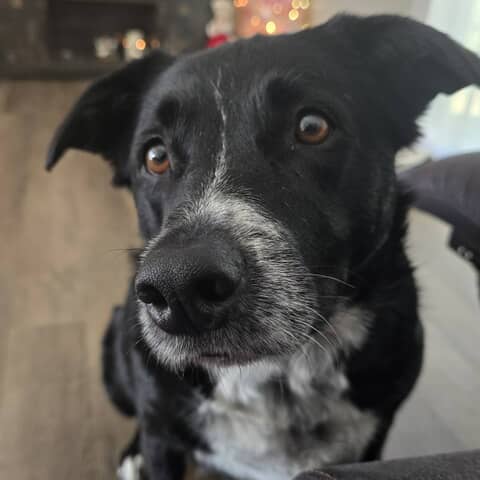 Rocky
