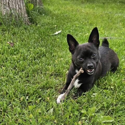 Finley