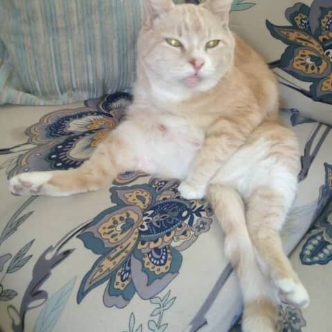 Sammy