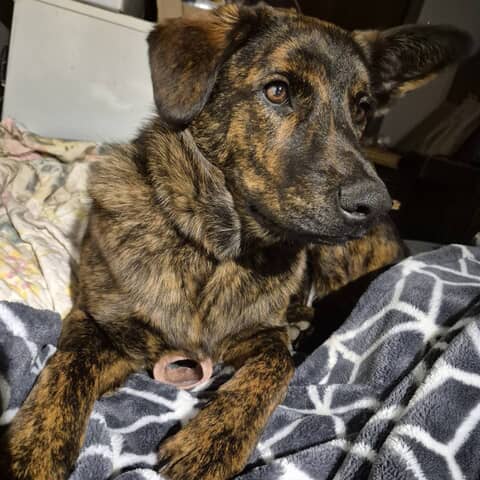 Bella